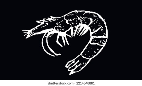 white shrimp on a black background. design for fish restaurants. Vector graphics