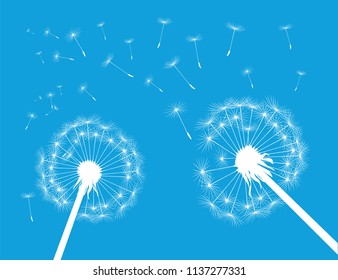 White silhouette Dandelions and blue background. Vector Illustration.