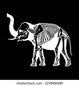 White silhouette of an elephant with a skeleton cut in it. X-ray picture of an elephant. Isolated on a black background. Great for tattoo and printing on a T-shirt. Ideal for decoration of Halloween.