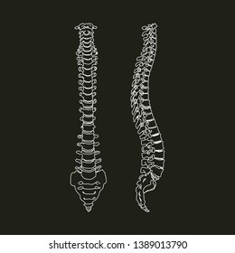 White silhouette of human spine isolated on black background Vector Illustration