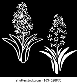 White silhouette hyacinth petal flower collection meadow jacinth with leaf and stem outline botanic floral set easter holiday design art 8 march celebration black backdrop stock vector illustration 