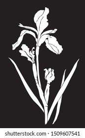 White silhouette of an iris on a black background