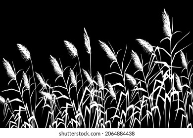 White  silhouette of reeds, sedge,  cane, bulrush, or grass on ablack background.Vector illustration.