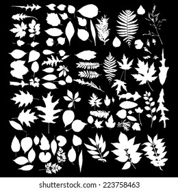 white silhouettes of foliage-vector, leaf collection 