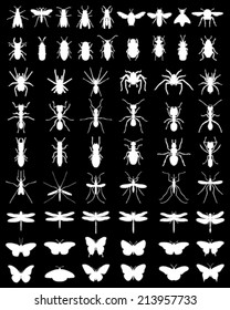 White silhouettes of insects on a black background, vector