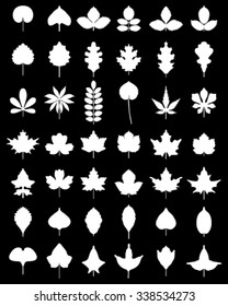 White silhouettes of leaves of trees, vector