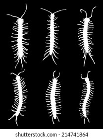 White silhouettes of  millipedes, vector
