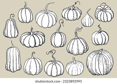 White silhouettes of pumpkins with a black line. Illustration for the Halloween holiday.