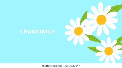 White simple chamomile with leaves on a blue background. For health, tea, nature design concepts. Stylized daisies for advertising.