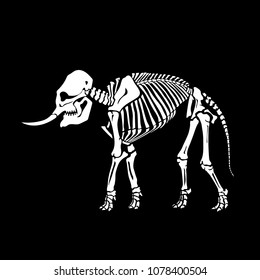 White skeleton of an elephant isolated on a black background. Great for tattoo and printing on a T-shirt. Ideal for decoration of Halloween and the Day of the dead.