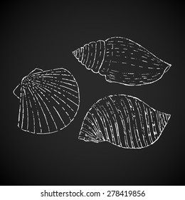 White sketch seashells on black. Hand drawing. Vector illustration.