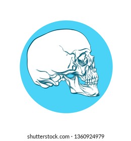 White skull on a blue background in linear style.