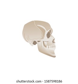 White skull profile - side view of bones in human head, anatomy of skeleton part. Medical vector illustration isolated on white background.