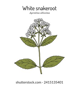 White Snakeroot, or Richweed (ageratina altissima), medicinal plant. Hand drawn botanical vector illustration