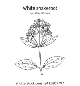 White Snakeroot, or Richweed (ageratina altissima), medicinal plant. Hand drawn botanical vector illustration