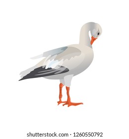 White (snow) goose cleaning its feathers. Vector illustration isolated on white background