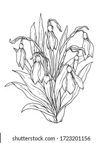 White snowdrop first spring flower. Isolated vector botanical illustration set: retro, vintage, hand drawn, black and white, outline. For wedding invitation, card, print, tattoo. Japanese style.