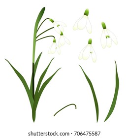 White Snowdrop Flower. isolated on White Background. Vector Illustration.