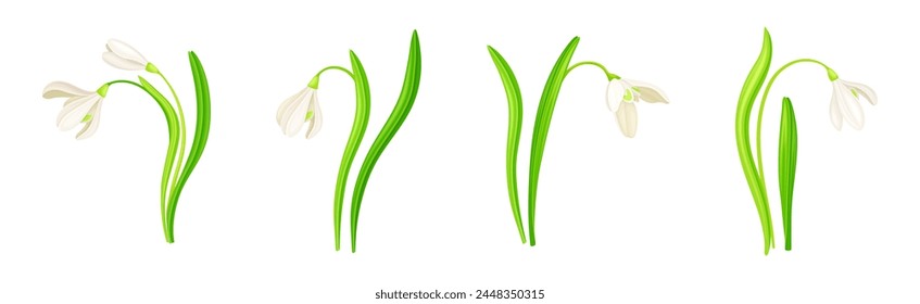 White Snowdrop Flower on Green Stem with Leaf Vector Set