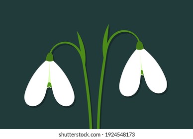 Weiße Schneeflocken Blumen. Zwei Frühlingsblumen. Vektorgrafik.
