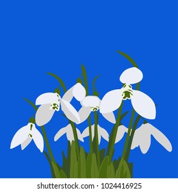 White snowdrops with green leaves on a blue background.