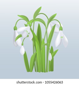 white snowdrops, vector illustration.