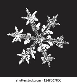 White snowflake isolated on black background. Vector illustration based on macro photo of real snow crystal: elegant stellar dendrite with hexagonal symmetry, complex ornate shape and complex details.