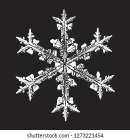 White snowflake isolated on black background. Vector illustration based on macro photo of real snow crystal: large stellar dendrite with hexagonal symmetry, complex ornate shape and six elegant arms.