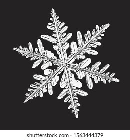 White snowflake isolated on black background. Vector illustration based on macro photo of real snow crystal: elegant stellar dendrite with hexagonal symmetry, complex ornate shape and thin, flat arms.