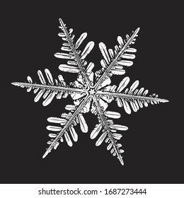 White snowflake isolated on black background. Vector illustration based on macro photo of real snow crystal: elegant stellar dendrite with hexagonal symmetry, complex ornate shape and six flat arms.