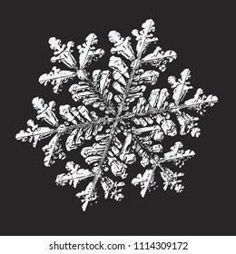 White snowflake on black background. This vector illustration based on macro photo of real snow crystal: large stellar dendrite with fine hexagonal symmetry, complex ornate shape and six elegant arms.