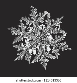 White snowflake on black background. This vector illustration based on macro photo of real snow crystal: big stellar dendrite with fine hexagonal symmetry, complex, elegant shape and six thin arms.