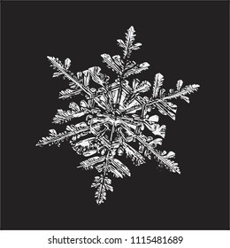 White snowflake on black background. This vector illustration based on macro photo of real snow crystal: large stellar dendrite with fine hexagonal symmetry, complex ornate shape and six elegant arms.