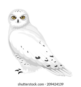 Drawing Owl Art Snowy Owl