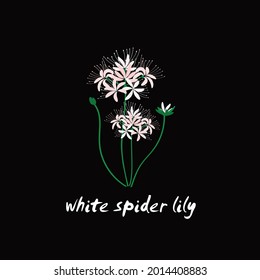 white spider lily use for anything like decoration