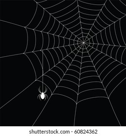 white  spider and spider web isolated on the  black background