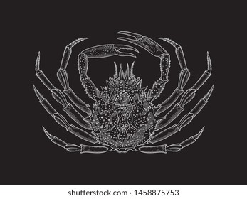 White Spiny Crab on black background vector illustration for any use