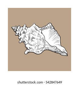 white spiral conch sea shell, sketch style vector illustration isolated on brown background. 