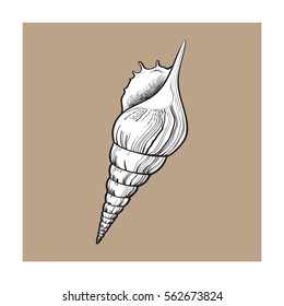 white spiral conch sea shell, sketch style vector illustration isolated on brown background. Realistic hand drawing of saltwater conch, sea snail shell
