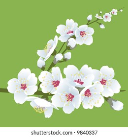 White spring blossom illustration