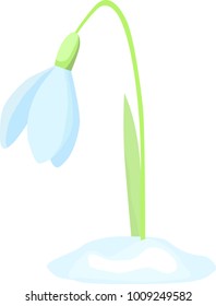 white spring flower