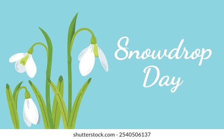 White spring flowers. Happy Snowdrop day. Flowers white snowdrops with leaves. Spring is coming. Snowdrop day. Vector illustration isolated on a blue background. Spring wildflower. Beautiful nature