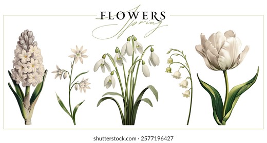 White spring flowers isolated on a white background. Vintage painting style illustration.