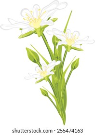 White spring flowers. Vector