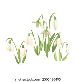 White spring snowdrops and snowdrop buds. First forest wildflower plants. Wild early blooming flowers. Vector flat design element for print, card, flyer, banner isolated white background
