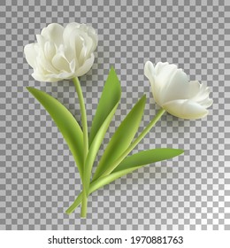 White spring tulip flower on transparent background