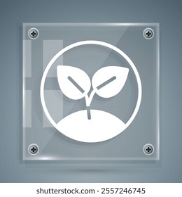 White Sprout icon isolated on grey background. Seed and seedling. Leaves sign. Leaf nature. Square glass panels. Vector