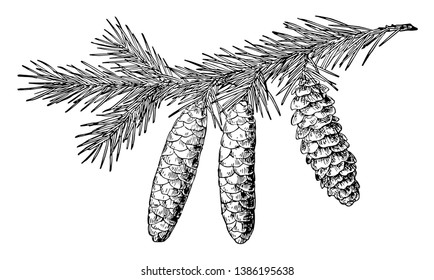 White Spruce Pine Cones On A Branch Of Tree. Cones Shape Are Similar To A Corn, Vintage Line Drawing Or Engraving Illustration.