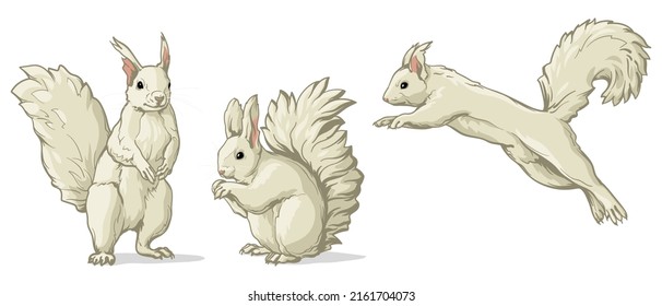 White squirrel in different poses. Vector illustration of a squirrel isolated on a white background.