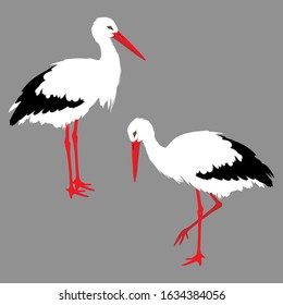 White standind storks on gray background. Vector EPS10